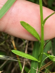 Polygala curtissii