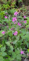 Silene dioica
