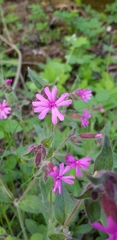 Silene dioica