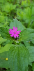 Silene dioica