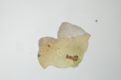 Marsupella emarginata