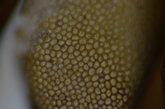 Marsupella emarginata