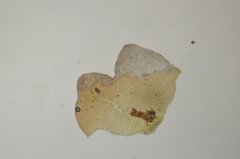 Marsupella emarginata