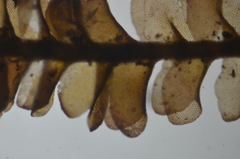 Marsupella emarginata