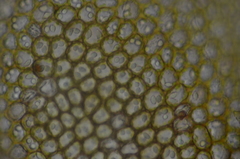 Marsupella emarginata