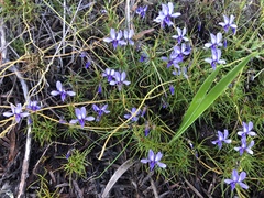 Viola decumbens