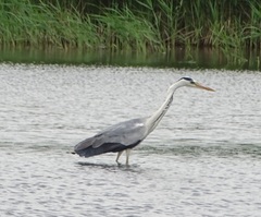 Ardea cinerea