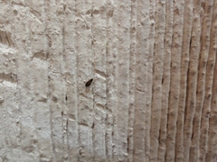 Blattodea