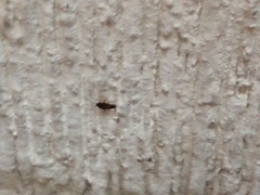 Blattodea
