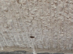 Blattodea