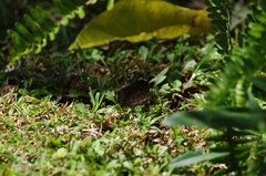 Junonia natalica natalica