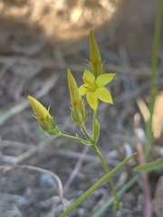 Sebaea bojeri