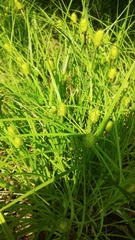 Carex squarrosa