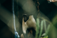 Cercopithecus roloway