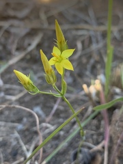Sebaea bojeri