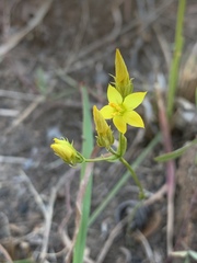 Sebaea bojeri