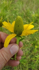 Rudbeckia texana