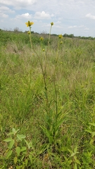 Rudbeckia texana