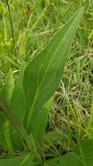 Rudbeckia texana