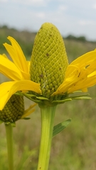 Rudbeckia texana