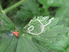 Phytomyza ranunculi