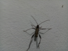 Euryscelis suturalis