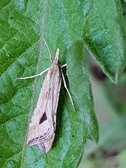 Diasemia monostigma