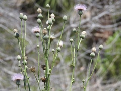 Cirsium nuttallii