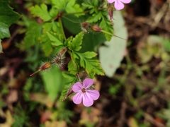 Geranium robertianum