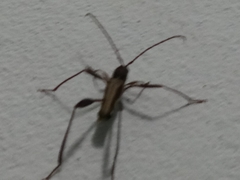 Euryscelis suturalis