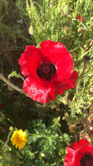 Papaver rhoeas