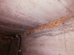 Sceliphron curvatum