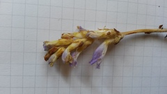 Phelipanche nana