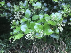 Ligustrum japonicum
