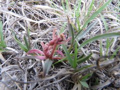 Euphorbia radians