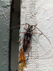 Elaphidion irroratum