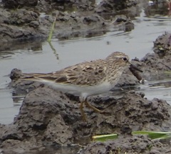 Calidris temminckii