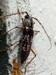 Elaphidion irroratum