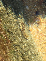 Lipophrys trigloides