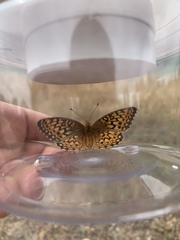 Speyeria callippe comstocki