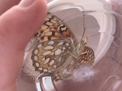 Speyeria callippe comstocki