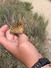 Speyeria callippe comstocki