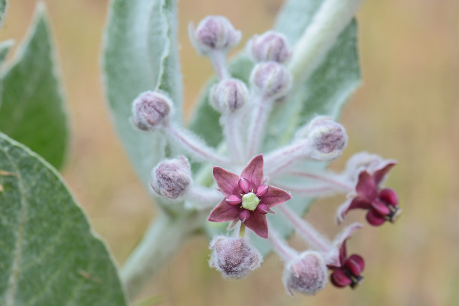 Asclepias californica