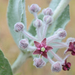 California Milkweed - Photo (c) Marshal Hedin, some rights reserved (CC BY-NC-SA), uploaded by Marshal Hedin