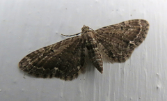 Eupithecia vulgata