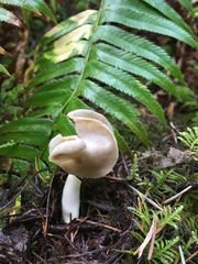 Helvella compressa