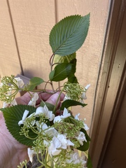 Viburnum plicatum