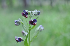 HOUND'S TONGUE (Cynoglossum)