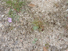 Malcolmia littorea