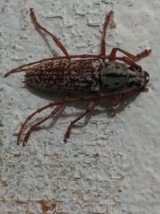 Elaphidion splendidum